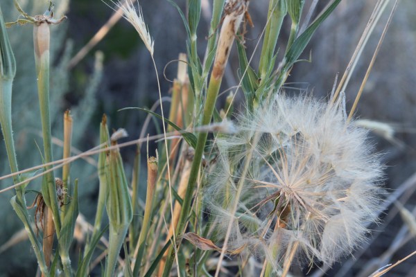 Hyatt Hidden Lakes Reserve